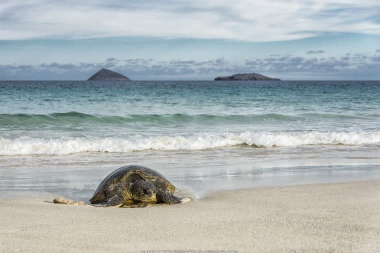 FOTÓGRAFO DE GALÁPAGOS, TE COMPARTO UN SUEÑO CUMPLIDO EN EL DÍA MUNDIAL DE LA FOTOGRAFÍA
